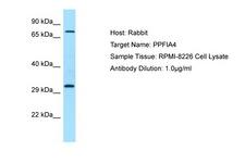 PPFIA4 Antibody -  This image was taken for the unconjugated form of this product. Other forms have not been tested.