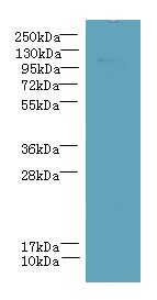 PPFIBP2 Antibody - Western blot. All lanes: PPFIBP2 antibody at 6 ug/ml+ HepG-2 whole cell lysate Goat polyclonal to rabbit at 1:10000 dilution. Predicted band size: 99 kDa. Observed band size: 99 kDa.