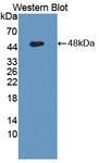 PPHLN1 Antibody - Western blot of PPHLN1 antibody.