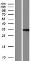PPHLN1 Protein - Western validation with an anti-DDK antibody * L: Control HEK293 lysate R: Over-expression lysate