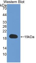 ppiA Antibody