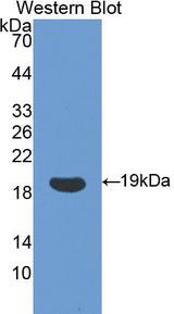 PPIA / Cyclophilin A Antibody