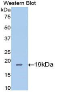 PPIA / Cyclophilin A Antibody - Western blot of recombinant PPIA / Cyclophilin A.  This image was taken for the unconjugated form of this product. Other forms have not been tested.