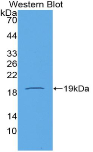 PPIA / Cyclophilin A Antibody - Western blot of recombinant PPIA / Cyclophilin A. This image was taken for the unconjugated form of this product. Other forms have not been tested.