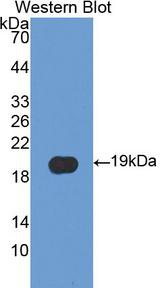 PPIA / Cyclophilin A Antibody