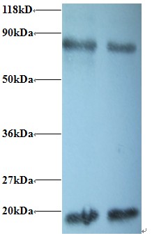 PPIA / Cyclophilin A Antibody - Western blot of Peptidyl-prolyl cis-trans isomerase A antibody at 2 ug/ml. Lane 1:293T whole cell lysate. Lane 2: EC109 whole cell lysate. Secondary: Goat polyclonal to Rabbit IgG at 1:15000 dilution. Predicted band size: 18 kDa. Observed band size: 18 kDa Additional bands at: 80 kDa. We are unsure as to the identity of this extra band.  This image was taken for the unconjugated form of this product. Other forms have not been tested.
