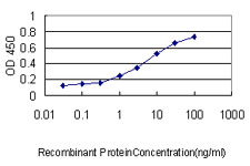PPIA / Cyclophilin A Antibody - Detection limit for recombinant GST tagged PPIA is approximately 0.03 ng/ml as a capture antibody.