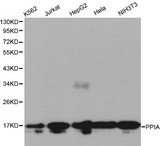 PPIA / Cyclophilin A Antibody - Western blot of PPIA pAb in extracts from K562, Jurkat, HepG2, Hela and NIH3T3 cells.