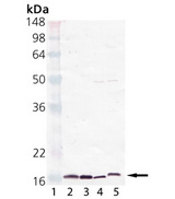 PPIA / Cyclophilin A Antibody - Western blot of Cyclophilin A polyclonal antibody . Lane 1: M.W. Marker, Lane 2: BML-SE105, Lane 3: Jurkat Cell Lysate, Lane 4: Rat Brain Extract, Lane 5: Mouse Brain Extract