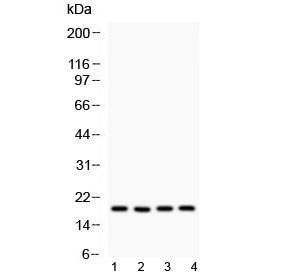 PPIA / Cyclophilin A Antibody - Western blot testing of 1) rat lung, 2) rat brain, 3) mouse lung and 4) human HeLa lysate with Cyclophilin A antibody at 0.5ug/ml. Predicted molecular weight ~18 kDa.