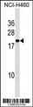 PPIAL4A Antibody - PPIAL4A Antibody (Center) western blot analysis in NCI-H460 cell line lysates (35ug/lane).This demonstrates the PPIAL4A antibody detected the PPIAL4A protein (arrow).