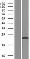 PPIAL4B Protein - Western validation with an anti-DDK antibody * L: Control HEK293 lysate R: Over-expression lysate