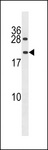 PPIAL4G Antibody - PPIAL4A Antibody western blot of HepG2 cell line lysates (35 ug/lane). The PPIAL4A antibody detected the PPIAL4A protein (arrow).