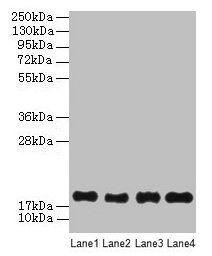 PPIAL4G Antibody - Western Blot All lanes: PPIAL4G antibody at 6 µg/ml Lane 1: Mouse liver tissue Lane 2: Mouse spleen tissue Lane 3: Mouse lung tissue Lane 4: Mouse kidney tissue Secondary Goat polyclonal to rabbit IgG at 1/10000 dilution Predicted band size: 18 kDa Observed band size: 18 kDa
