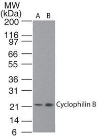 PPIB / Cyclophilin B Antibody - Western blot of Cyclophilin B in A) HeLa cell lysate and B) 293 cell lysate using Polyclonal Antibody to Cyclophilin B at 0.5 and 2 ug/ml, respectively. Goat anti-rabbit Ig HRP secondary antibody, and PicoTect ECL substrate solution, were used for this test.