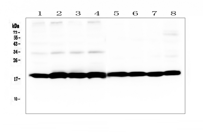 PPIB / Cyclophilin B Antibody - Western blot analysis of Cyclophilin B/PPIB using anti-Cyclophilin B/PPIB antibody. Electrophoresis was performed on a 5-20% SDS-PAGE gel at 70V (Stacking gel) / 90V (Resolving gel) for 2-3 hours. The sample well of each lane was loaded with 50ug of sample under reducing conditions. Lane 1: human THP-1 whole cell lysates, Lane 2: human HepG2 whole cell lysates, Lane 3: human Hela whole cell lysates, Lane 4: human Caco-2 whole cell lysates, Lane 5: rat spleen tissue lysates, Lane 6: rat lung tissue lysates, Lane 7: mouse spleen tissue lysates, Lane 8: mouse lung tissue lysates. After Electrophoresis, proteins were transferred to a Nitrocellulose membrane at 150mA for 50-90 minutes. Blocked the membrane with 5% Non-fat Milk/ TBS for 1.5 hour at RT. The membrane was incubated with rabbit anti-Cyclophilin B/PPIB antigen affinity purified polyclonal antibody at 0.5 µg/mL overnight at 4°C, then washed with TBS-0.1% Tween 3 times with 5 minutes each and probed with a goat anti-rabbit IgG-HRP secondary antibody at a dilution of 1:10000 for 1.5 hour at RT. The signal is developed using an Enhanced Chemiluminescent detection (ECL) kit with Tanon 5200 system. A specific band was detected for Cyclophilin B/PPIB at approximately 19KD. The expected band size for Cyclophilin B/PPIB is at 24KD.