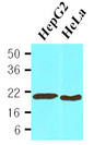 PPIB / Cyclophilin B Antibody - Cell lysates of HepG2(30 ug) and HeLa(30 ug) were resolved by SDS-PAGE, transferred to NC membrane and probed with anti-human Cyclophilin B (1:1000). Proteins were visualized using a goat anti-mouse secondary antibody conjugated to HRP and an ECL detection.
