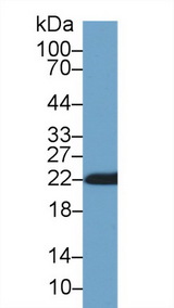 PPIB / Cyclophilin B Antibody