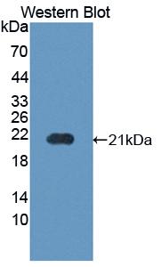 PPIB / Cyclophilin B Antibody