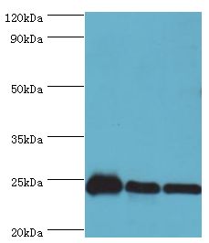 PPIB / Cyclophilin B Antibody - Western blot. All lanes: Peptidyl-prolyl cis-trans isomerase B antibody at 9 ug/ml. Lane 1: NIH3T3 whole cell lysate. Lane 2: HeLa whole cell lysate. Lane 2: HepG2 whole cell lysate. secondary Goat polyclonal to rabbit at 1:10000 dilution. Predicted band size: 24 kDa. Observed band size: 24 kDa.