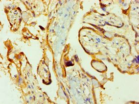 PPIB / Cyclophilin B Antibody - Immunohistochemistry of paraffin-embedded human placenta using antibody at 1:100 dilution.