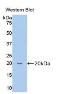 PPIB / Cyclophilin B Antibody - Western blot of recombinant PPIB / Cyclophilin B.  This image was taken for the unconjugated form of this product. Other forms have not been tested.