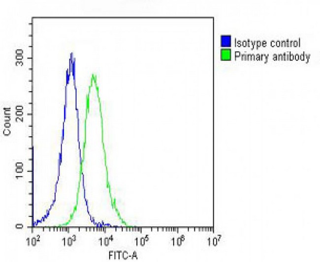 PPIB / Cyclophilin B Antibody - Overlay histogram showing Hela cells stained with Cyclophilin B Antibody (green line). The cells were fixed with 2% paraformaldehyde (10 min) and then permeabilized with 90% methanol for 10 min. The cells were then icubated in 2% bovine serum albumin to block non-specific protein-protein interactions followed by the antibody (Cyclophilin B Antibody, 1:25 dilution) for 60 min at 37°C. The secondary antibody used was Goat-Anti-Rabbit IgG, DyLight® 488 Conjugated Highly Cross-Adsorbed at 1/200 dilution for 40 min at 37°C. Isotype control antibody (blue line) was rabbit IgG (1µg/1x10^6 cells) used under the same conditions. Acquisition of >10, 000 events was performed.
