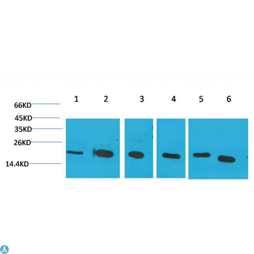 PPIB / Cyclophilin B Antibody - Western Blot (WB) analysis of 1) HeLa, 2)Jurkat, 3)293T, 4)Rat Liver Tissue, 5) 3T3, 6) HepG2 with Cyclophilin B Mouse Monoclonal Antibody diluted at 1:2000.