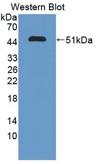 PPIC / Cyclophilin C Antibody - Western blot of PPIC / Cyclophilin C antibody.