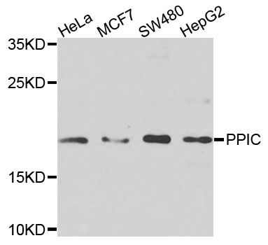 PPIC / Cyclophilin C Antibody - Western blot analysis of extracts of various cells.
