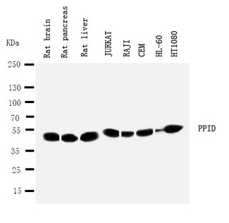PPID / Cyclophilin D Antibody - WB of PPID / Cyclophilin D antibody. Lane 1: Rat Brain Tissue Lysate. Lane 2: Rat Pancreas Tissue Lysate. Lane 3: Rat Liver Tissue Lysate. Lane 4: JURKAT Cell Lysate. Lane 5: RAJI Cell Lysate. Lane 6: CEM Cell Lysate. Lane 7: HL-60 Cell Lysate. Lane 8: HT1080 Cell Lysate.