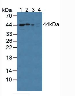 PPID / Cyclophilin D Antibody - Western Blot; Sample: Lane1: Rat Serum; Lane2: Rat Brain Tissue; Lane3: Mouse Brain Tissue; Lane4: Human A549 Cells.