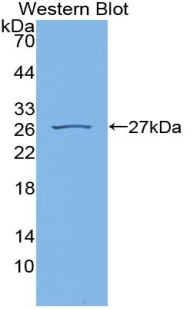 PPID / Cyclophilin D Antibody - Western Blot; Sample: Recombinant CYPD, Rat.