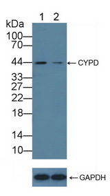 PPID / Cyclophilin D Antibody - Knockout Varification: Lane 1: Wild-type A549 cell lysate; Lane 2: CYPD knockout A549 cell lysate; Predicted MW: 41kd Observed MW: 44kd Primary Ab: 3µg/ml Rabbit Anti-Rat CYPD Antibody Second Ab: 0.2µg/mL HRP-Linked Caprine Anti-Rabbit IgG Polyclonal Antibody
