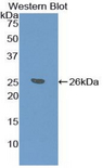PPID / Cyclophilin D Antibody - Western blot of recombinant PPID / Cyclophilin D.  This image was taken for the unconjugated form of this product. Other forms have not been tested.