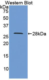 PPID / Cyclophilin D Antibody - Western Blot; Sample: Recombinant CYPD, Human.