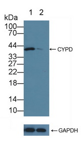 PPID / Cyclophilin D Antibody - Knockout Varification: Lane 1: Wild-type A549 cell lysate; Lane 2: CYPD knockout A549 cell lysate; Predicted MW: 41kd Observed MW: 43kd Primary Ab: 3µg/ml Rabbit Anti-Human CYPD Antibody Second Ab: 0.2µg/mL HRP-Linked Caprine Anti-Rabbit IgG Polyclonal Antibody