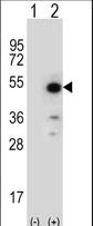 PPID / Cyclophilin D Antibody - Western blot of PPID (arrow) using rabbit polyclonal PPID Antibody. 293 cell lysates (2 ug/lane) either nontransfected (Lane 1) or transiently transfected (Lane 2) with the PPID gene.