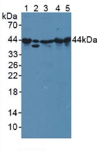 PPID / Cyclophilin D Antibody - Western Blot; Sample: Lane1: Mouse Serum; Lane2: Human A549 Cells; Lane3: Mouse Spleen Tissue; Lane4: Mouse Heart Tissue; Lane5: Rat Heart Tissue.