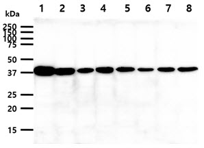 PPID / Cyclophilin D Antibody - The cell lysates (40ug) were resolved by SDS-PAGE, transferred to PVDF membrane and probed with anti-human PPID antibody (1:1000). Proteins were visualized using a goat anti-mouse secondary antibody conjugated to HRP and an ECL detection system. Lane 1.: K562 cell lysate Lane 2.: Jurkat cell lysate Lane 3.: HeLa cell lysate Lane 4.: HepG2 cell lysate Lane 5.: A549 cell lysate Lane 6.: MCF7 cell lysate Lane 7.: SK-OV-3 cell lysate Lane 8.: PC3 cell lysate