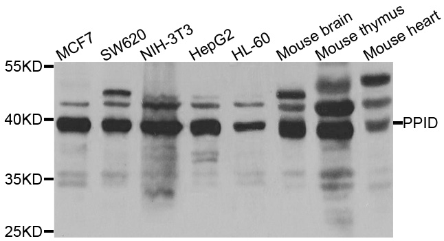 PPID / Cyclophilin D Antibody - Western blot analysis of extracts of various cell lines.