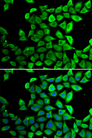 PPID / Cyclophilin D Antibody - Immunofluorescence analysis of U20S cells.