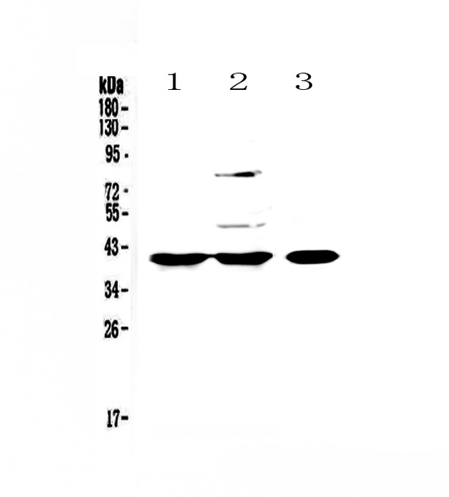 PPID / Cyclophilin D Antibody - Western blot - Anti-PPID/Cyclophilin 40 Picoband antibody