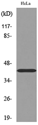 PPID / Cyclophilin D Antibody - Western blot analysis of lysate from HeLa cells, using PPID Antibody.