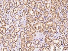PPID / Cyclophilin D Antibody - Immunochemical staining of human PPID in human kidney with rabbit polyclonal antibody at 1:100 dilution, formalin-fixed paraffin embedded sections.