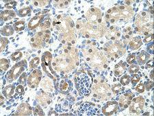 PPIE / Cyclophilin E Antibody - PPIE / Cyclophilin E antibody ARP40627_T100-NP_006103-PPIE (peptidylprolyl isomerase E (cyclophilin E)) Antibody was used in IHC to stain formalin-fixed, paraffin-embedded human kidney.  This image was taken for the unconjugated form of this product. Other forms have not been tested.