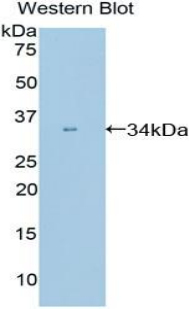 PPIE / Cyclophilin E Antibody - Western blot of recombinant PPIE / Cyclophilin E.  This image was taken for the unconjugated form of this product. Other forms have not been tested.
