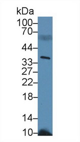 PPIE / Cyclophilin E Antibody - Western Blot; Sample: Mouse Serum; Primary Ab: 2µg/ml Rabbit Anti-Mouse PPIE Antibody Second Ab: 0.2µg/mL HRP-Linked Caprine Anti-Rabbit IgG Polyclonal Antibody