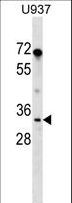 PPIE / Cyclophilin E Antibody - PPIE Antibody western blot of U937 cell line lysates (35 ug/lane). The PPIE antibody detected the PPIE protein (arrow).