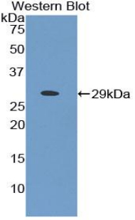 PPIE / Cyclophilin E Antibody - Western blot of recombinant PPIE / Cyclophilin E.  This image was taken for the unconjugated form of this product. Other forms have not been tested.